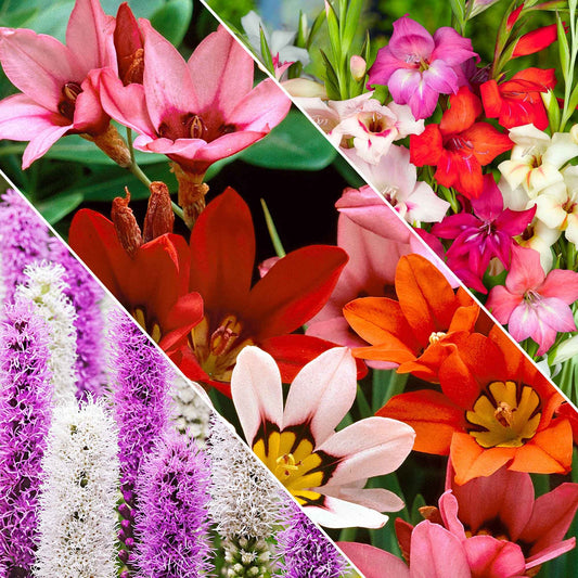 50x Bulbes de fleurs - Mélange 'For Bees & Butterflies' Violet-Jaune-Bleu - Arbustes à papillons et plantes mellifères