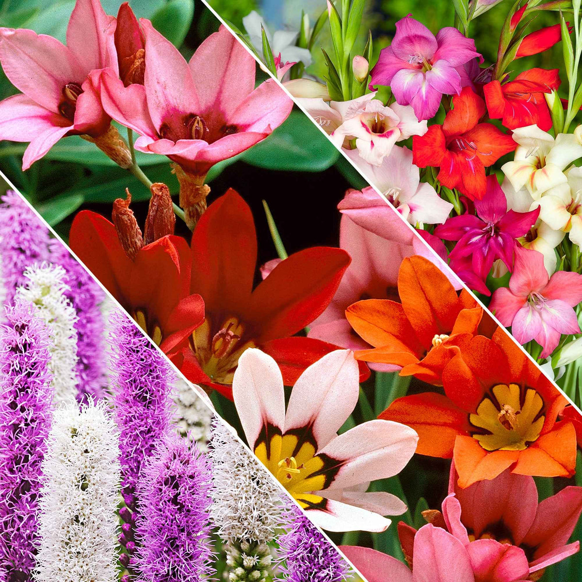 50 Bulbes de fleurs For Bees & Butterflies en mélange - Bakker