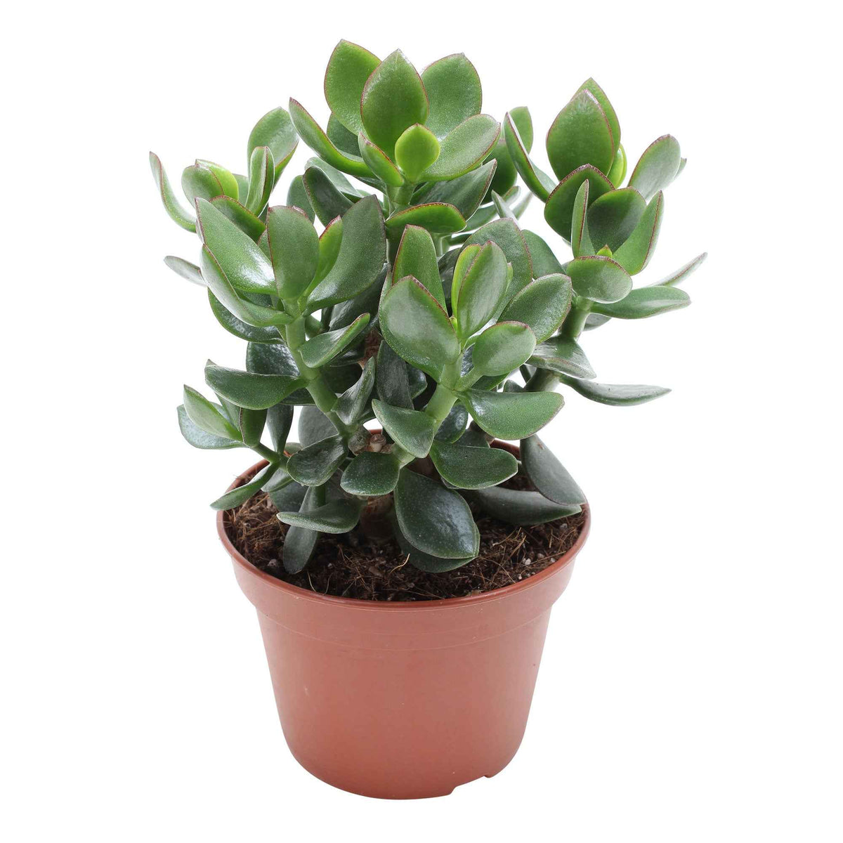 Crassula ovata Hulk' - Bakker
