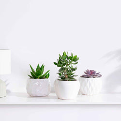 Collection de 3 succulentes - Crassula 'Minova Magic' et 2 Gasterias - Bakker