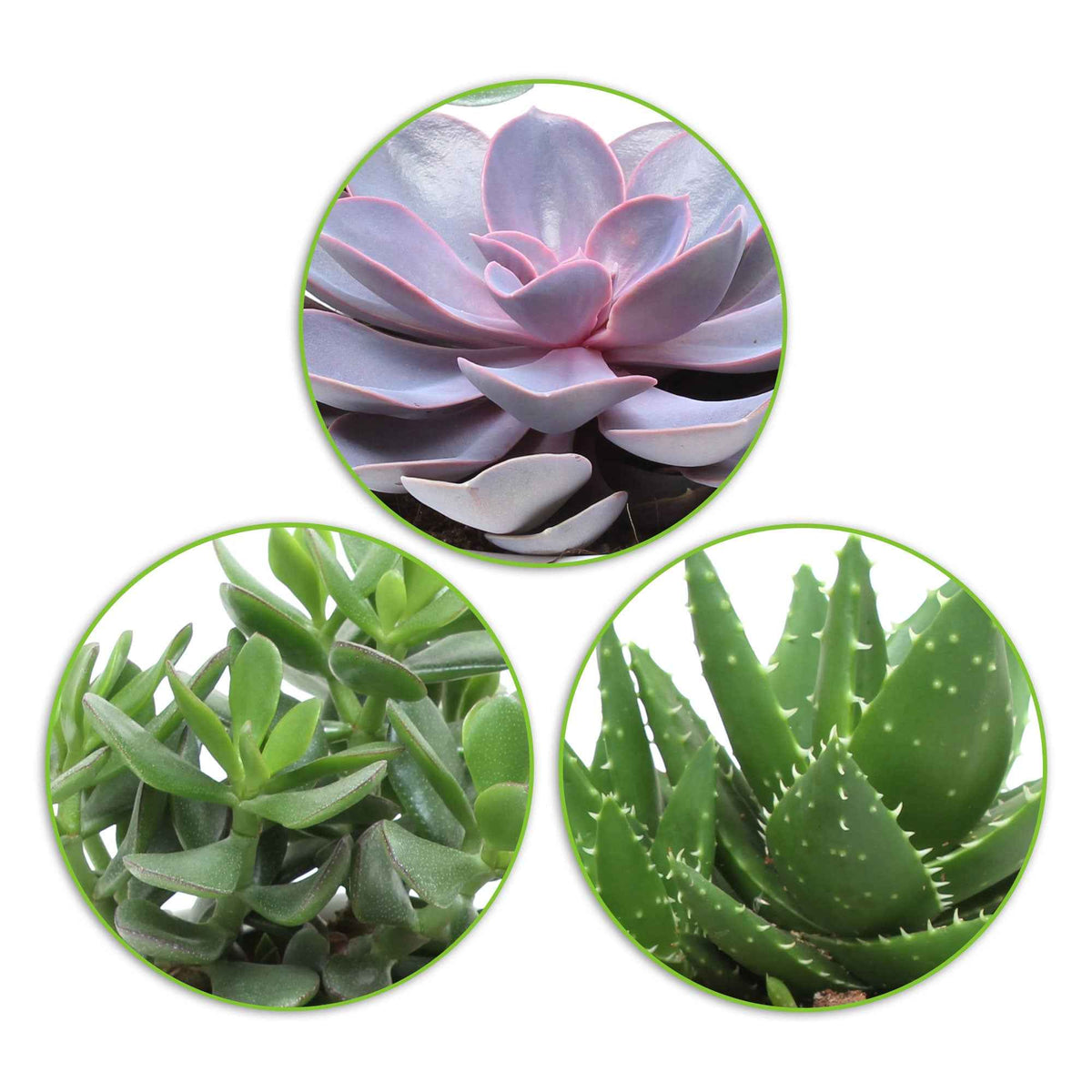 Aloe Perfoliata, Echeveria 'Purple Pearl', Crassula 'Minova Magic' - Collection de 3 succulentes - Crassula 'Minova Magic' et 2 Gasterias - Cactus et plante grasse