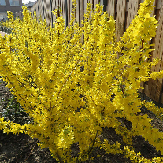 Forsythia 'Mikador' - Bakker