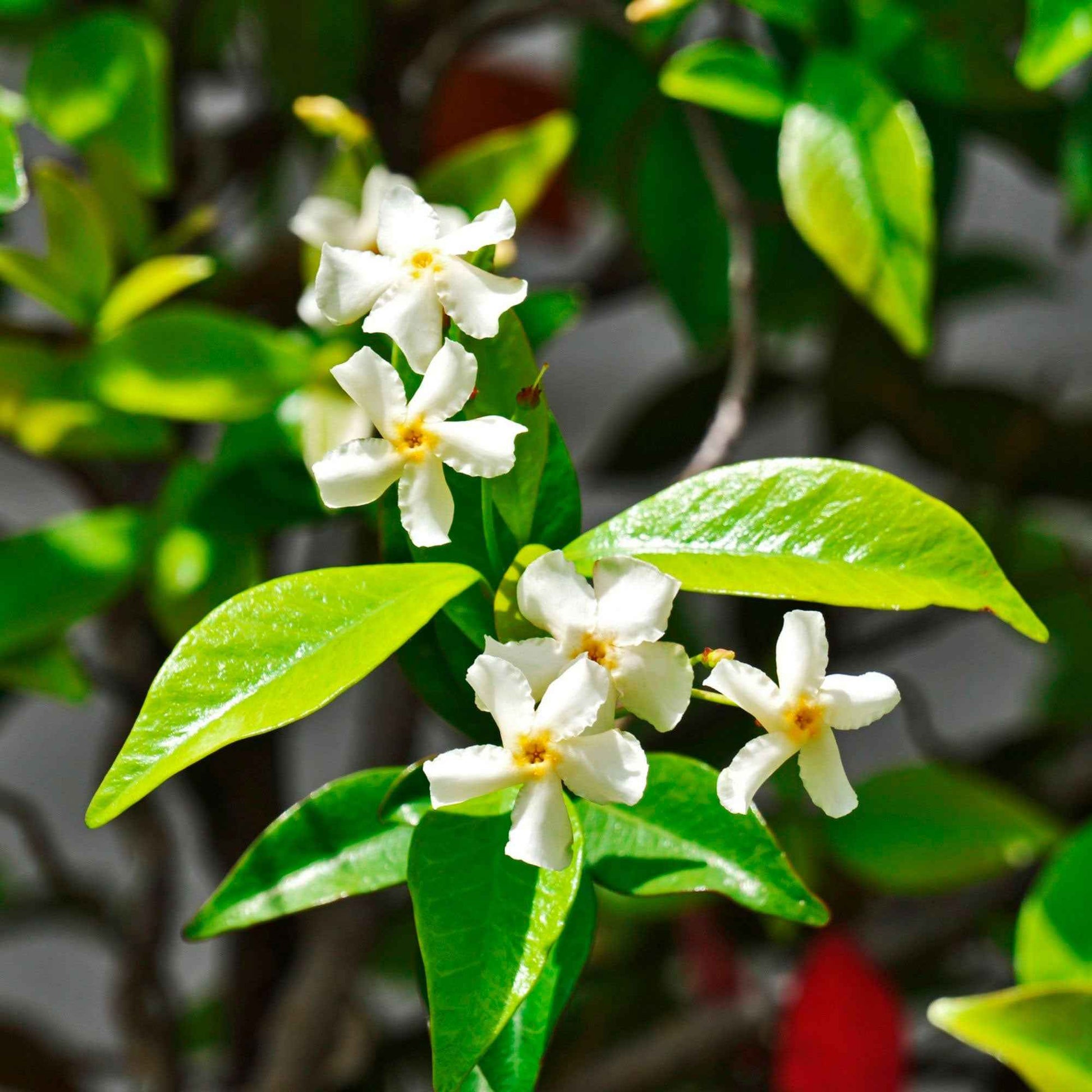 Jasmin étoilé Trachelospermum 'Star of Venice' blanc - Caractéristiques des plantes