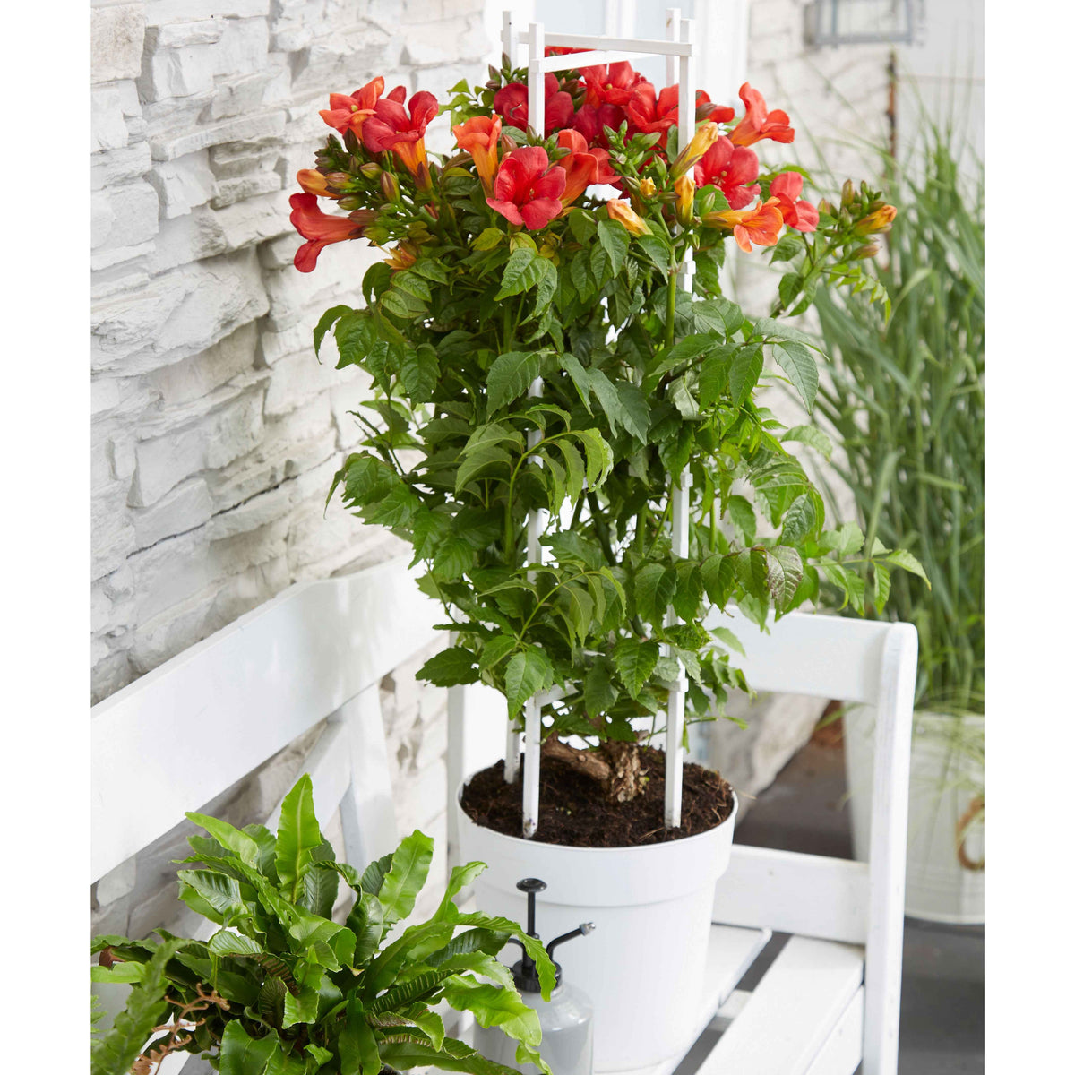 Bignone 'Fire Trumpet' - Campsis x tagliabuana 'fire trumpet' - Bakker