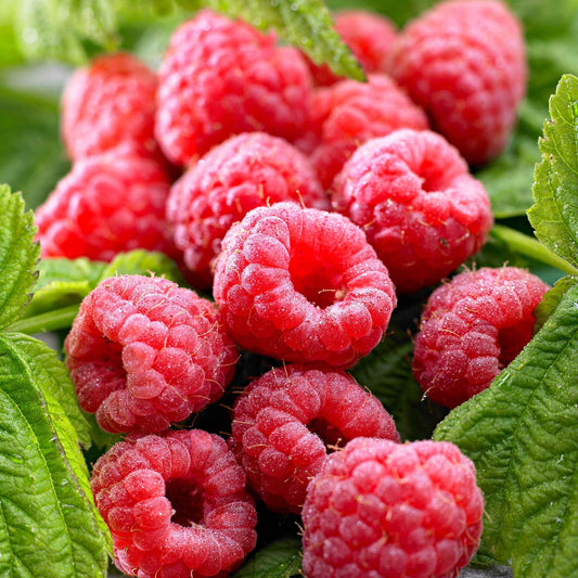 Framboisier remontant 'Twotimer Sugana Red' - Bakker