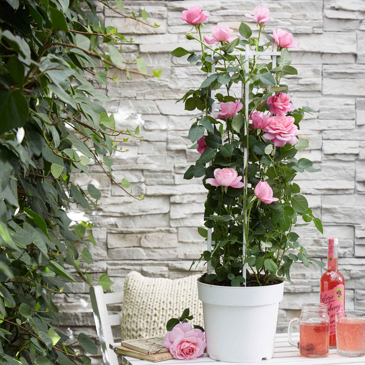 Rosier grimpant 'Crazy in Love' rose - Bakker