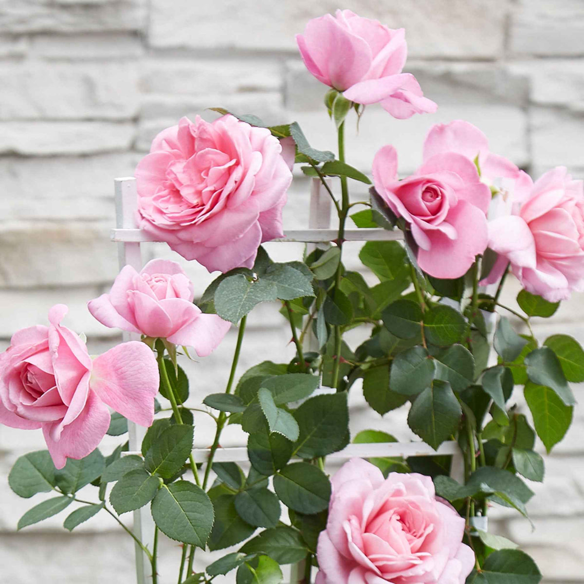 Rosier grimpant 'Crazy in Love' rose - Rosa hybride 'crazy in love pink' - Bakker