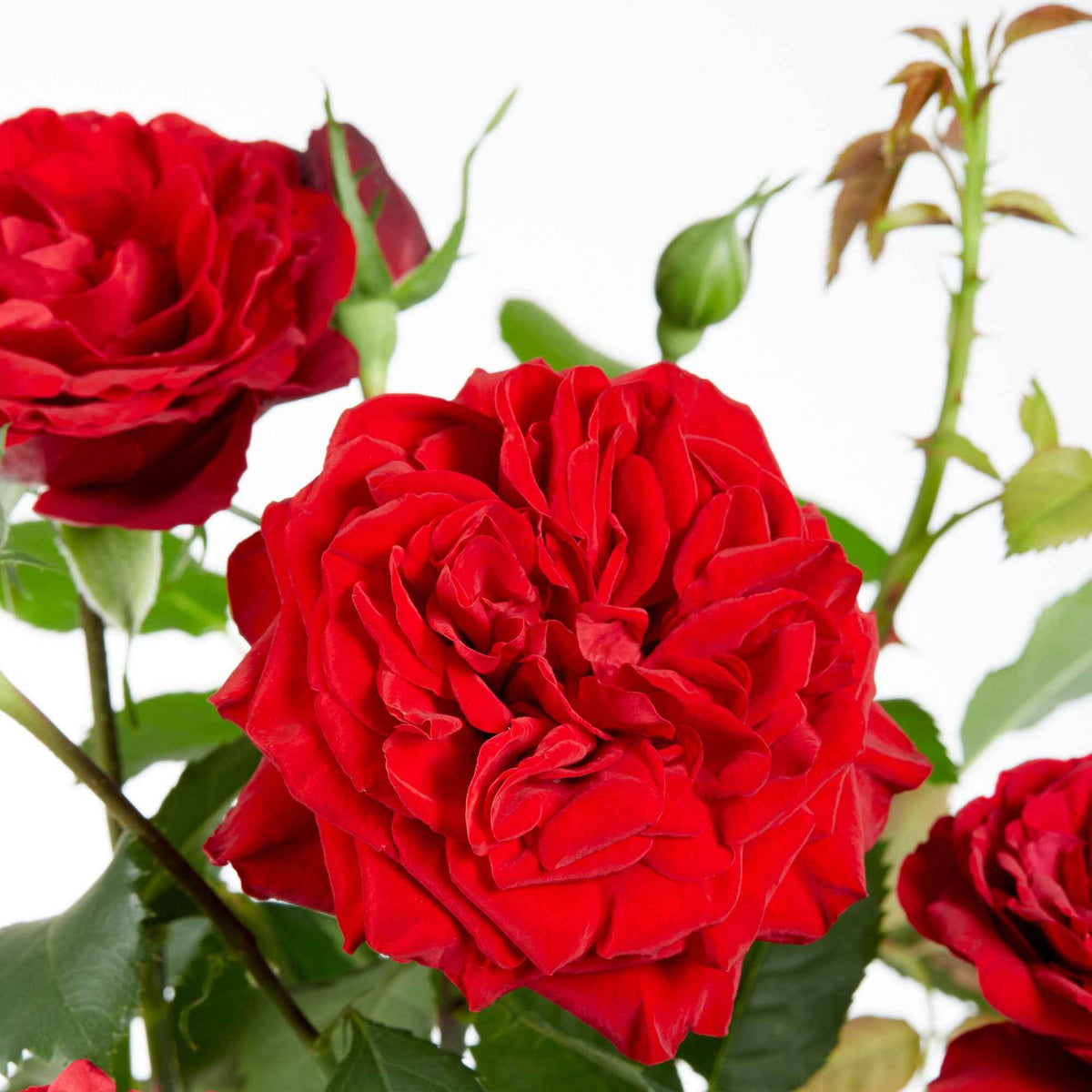 Rosier grimpant 'Crazy in Love' rouge - Rosa hybride 'crazy in love red' - Bakker