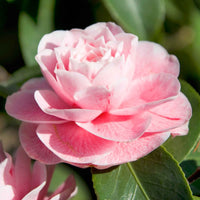 Camélia Camellia japonica 'Bonomiana' rose - Arbustes à feuillage persistant
