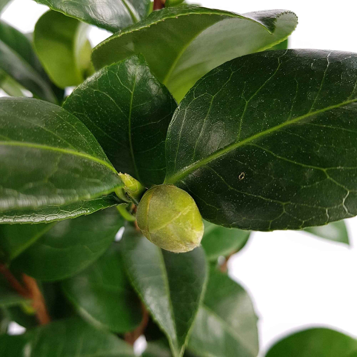 Camélia du Japon 'Nuccio's Cameo' - Camellia japonica 'nuccio's cameo' - Bakker
