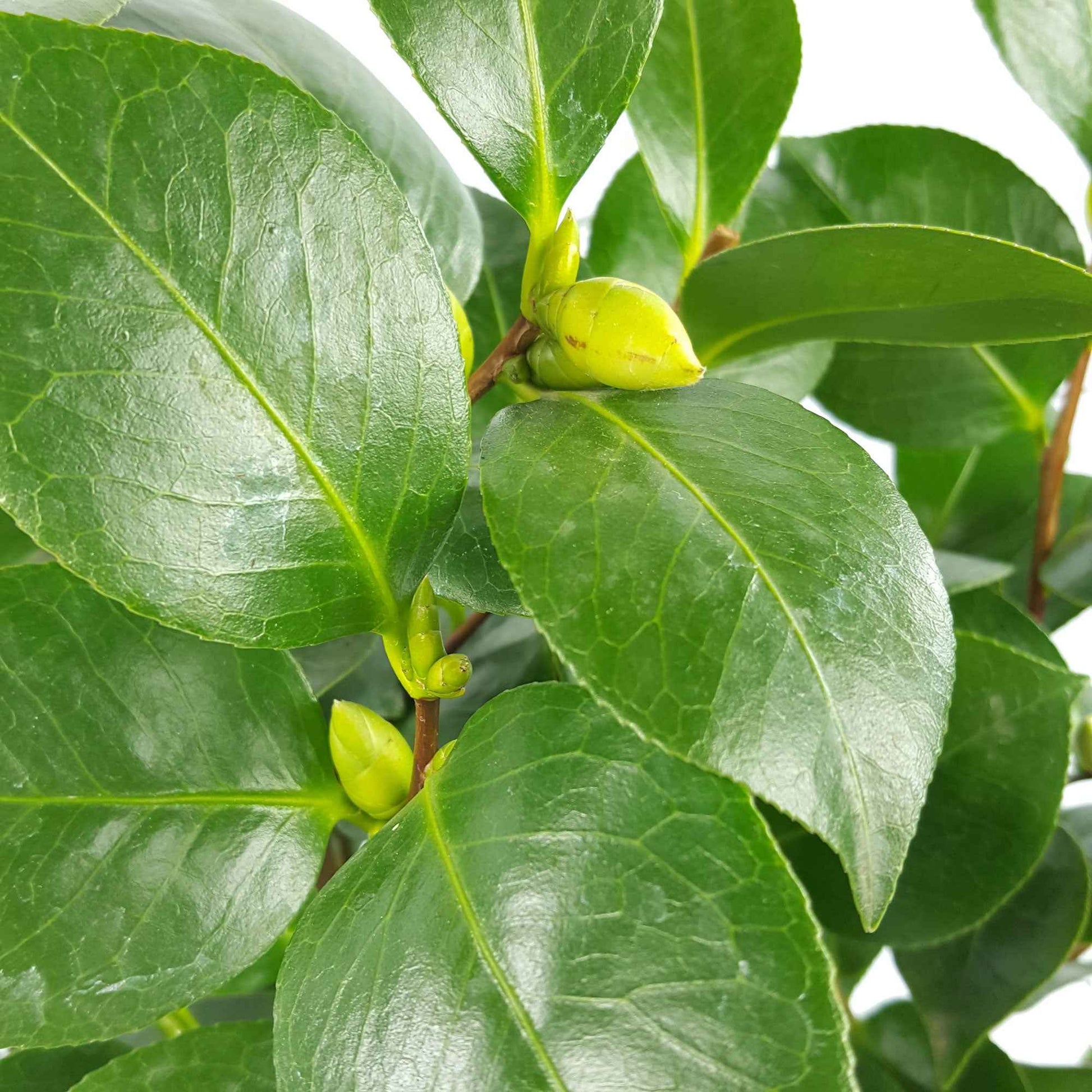 Camélia Camellia japonica 'Nuccio’s Gem' blanc - Arbustes fleuris