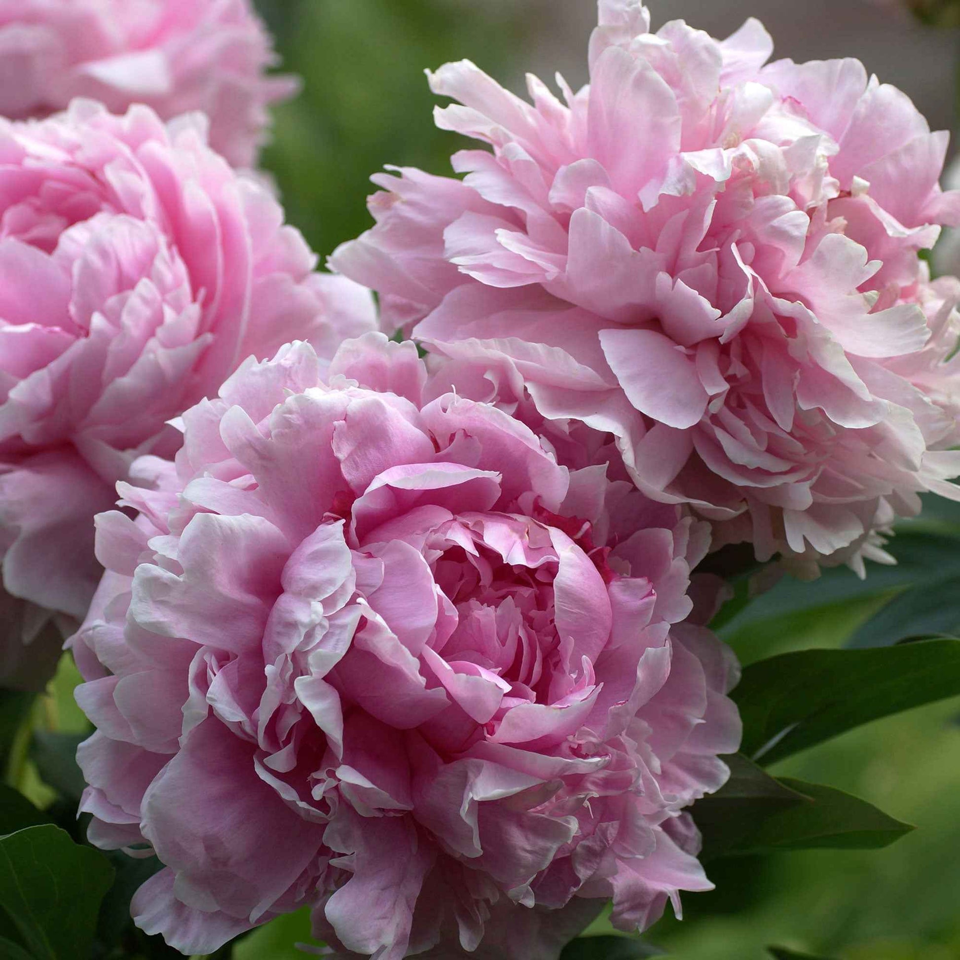 Pivoine Paeonia 'Sarah Bernhardt' - Biologique rose - Arbustes à papillons et plantes mellifères
