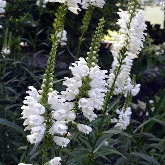 Cataleptique 'Alba' - Bakker
