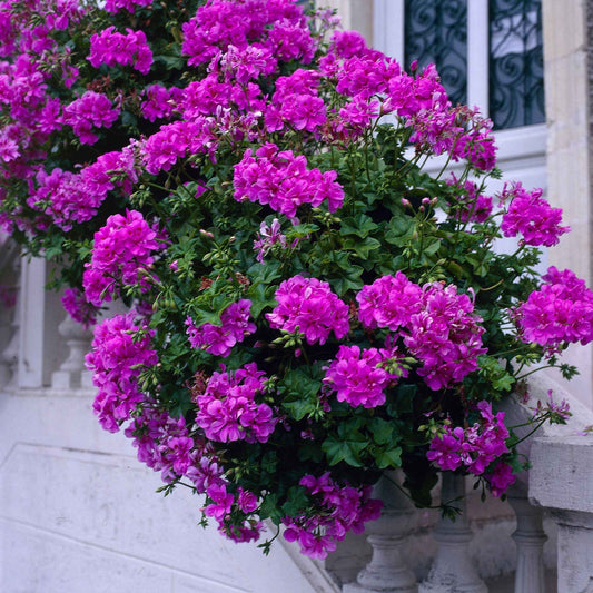 Géranium zonale 'Dark Lilac' - Bakker