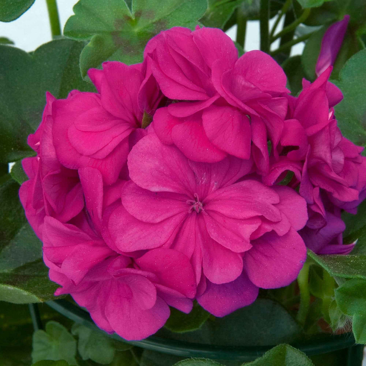 Pelargonium zonale 'dark lilac' - Géranium zonale 'Dark Lilac' - Géranium - Pélargonium