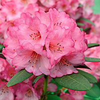 Rhododendron 'Wine & Roses' rose - Arbustes fleuris