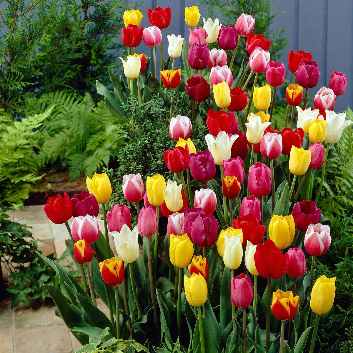 30 Tulipes 60 days of Tulips en mélange - Bakker