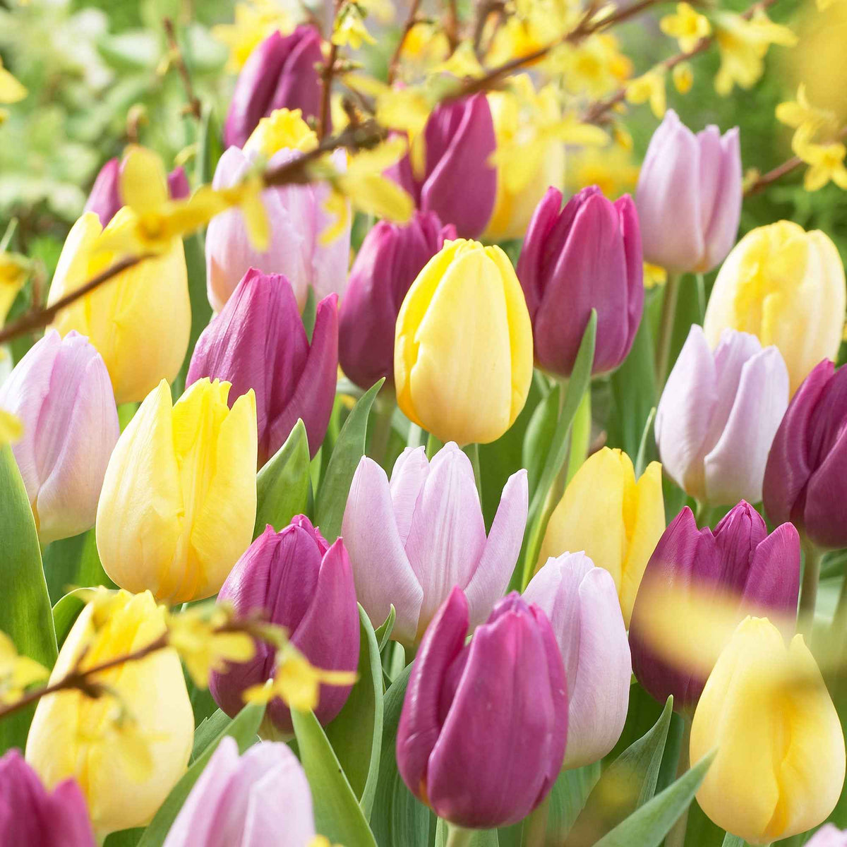 Tulipa - 30 Tulipes 60 days of Tulips en mélange - Bulbes de Tulipe
