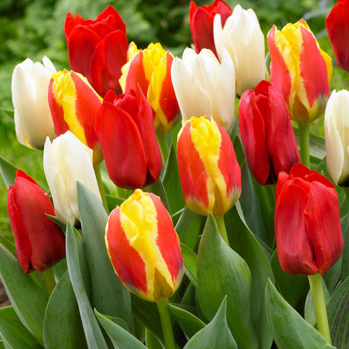 Bulbes de Tulipe - 30 Tulipes 60 days of Tulips en mélange - Tulipa
