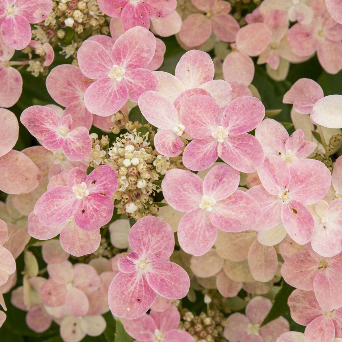 Hortensia paniculé 'Switch Ophelia'® - Bakker