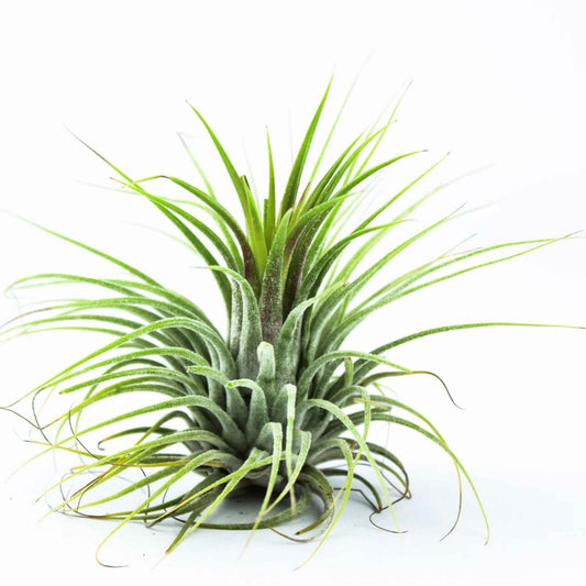 Bromélia Tillandsia 'Druid' - Bakker