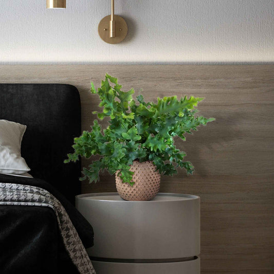 Fougère 'Davana' - Bakker