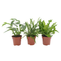 3x Plantes pour salles de bains - Mélange - Ensembles de plantes d'intérieur