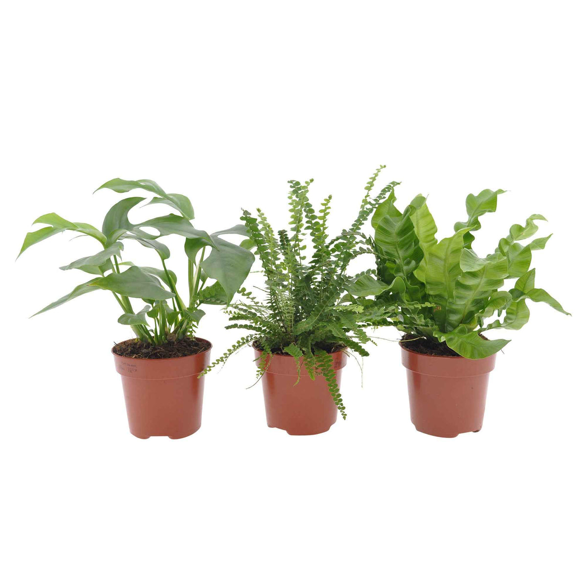 Collection de 3 plantes d'intérieur pour la salle de bain - Nephrolepis Duffii, Monstera minima, Asplenium Crispy Wave - Bakker