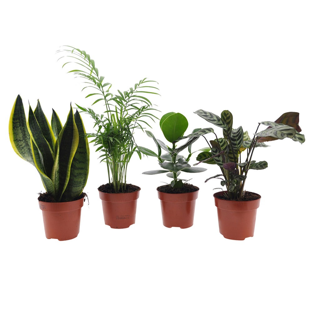 Collection de 4 plantes d'intérieur faciles -  clusia, chamaedorea, ctenanthe burle marxii, sansevieria - Bakker
