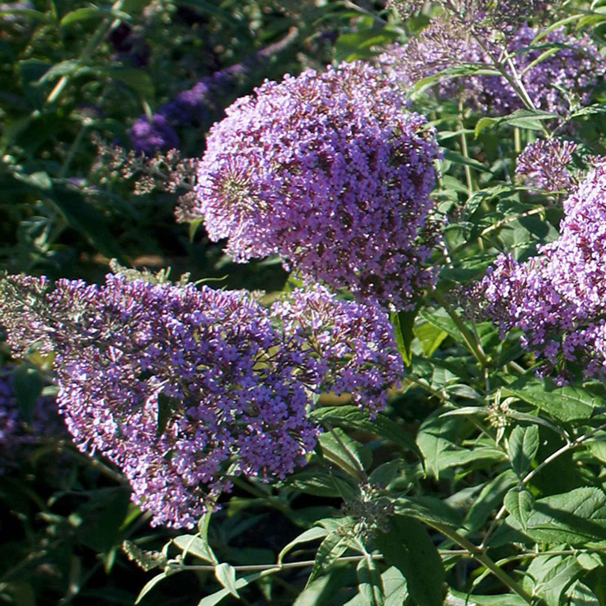 Arbre aux papillons 'Gulliver' - Buddleja davidii 'gulliver' - Bakker