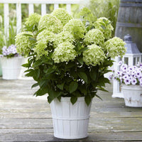 Hortensia Hydrangea 'Whitelight' Blanc - Arbustes