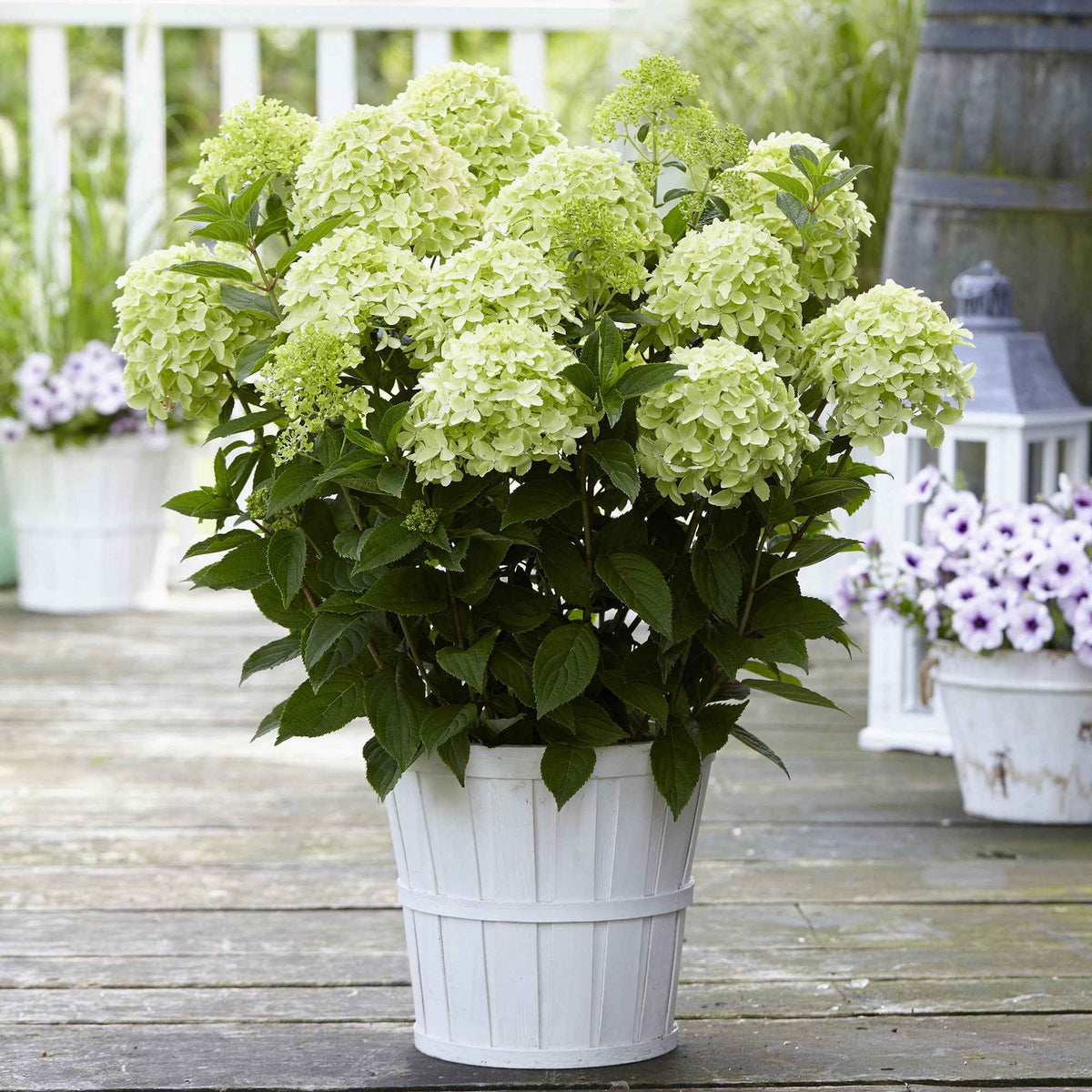 Hydrangea paniculata Whitelight - Hortensia paniculé 'Whitelight' - Hortensia paniculata