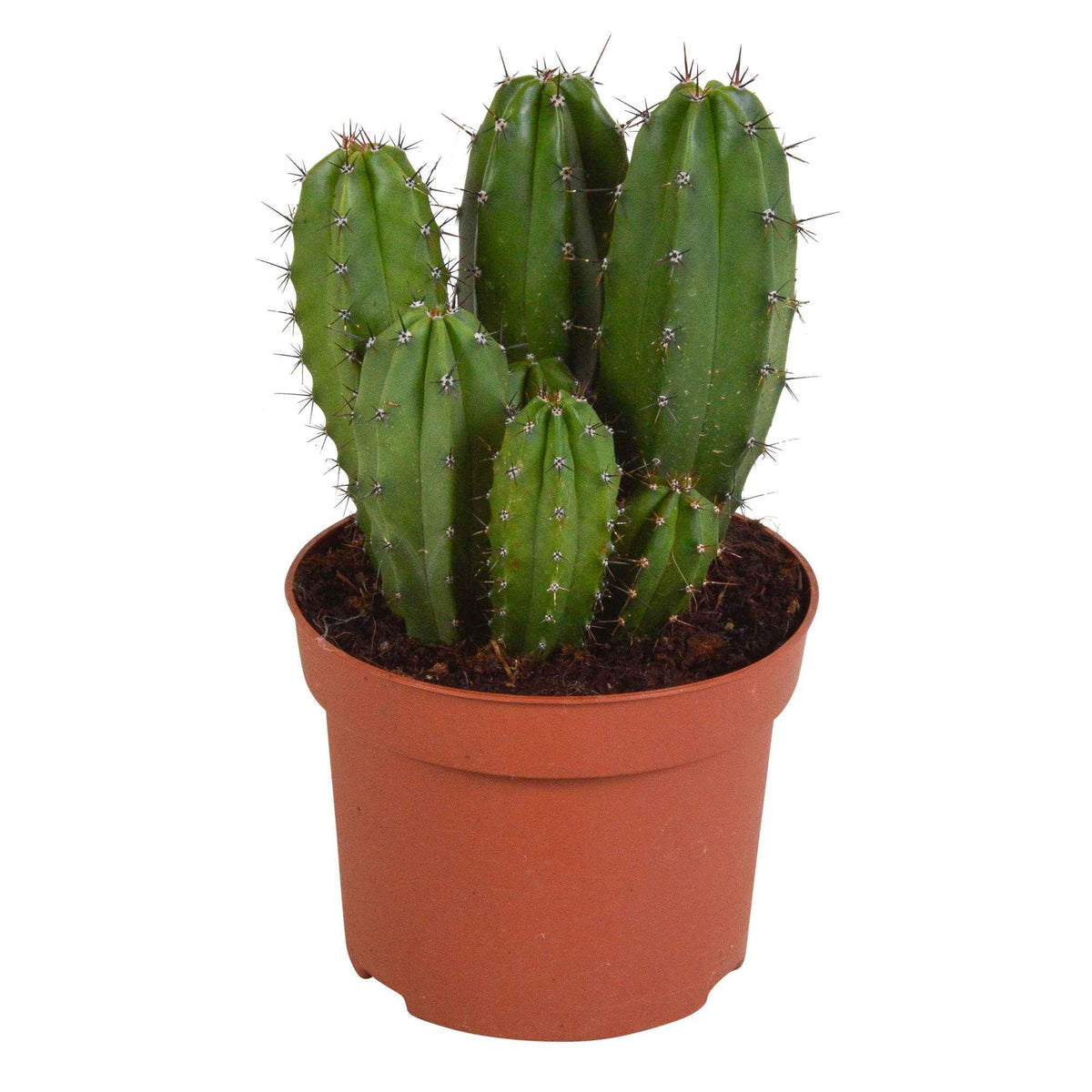 Polaskia Chichipe - Polaskia chichipe - Bakker