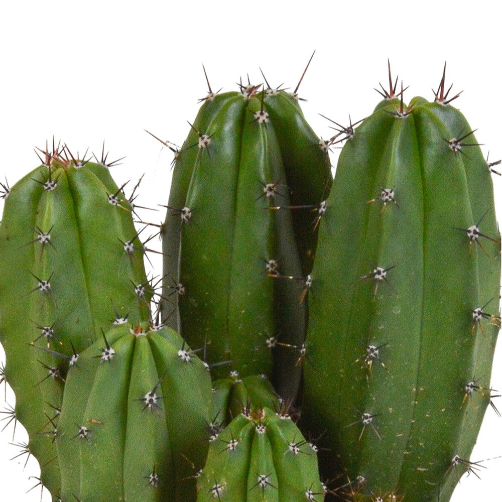Polaskia chichipe - Polaskia Chichipe - Cactus et plante grasse