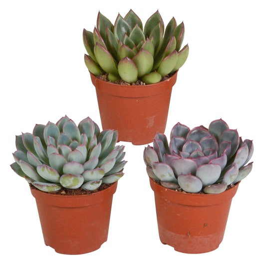 Mélange de 3 écheverias - Bakker