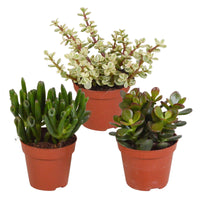 3x Succulente Crassula - Mélange - Ensembles de plantes d'intérieur
