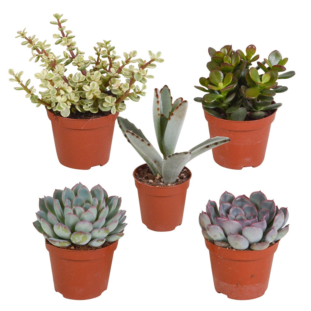 Bakker - Collection de 5 succulentes - Crassula , 2 Echeveria , Portulacaria Afra, Kalanchoe Tomentosa