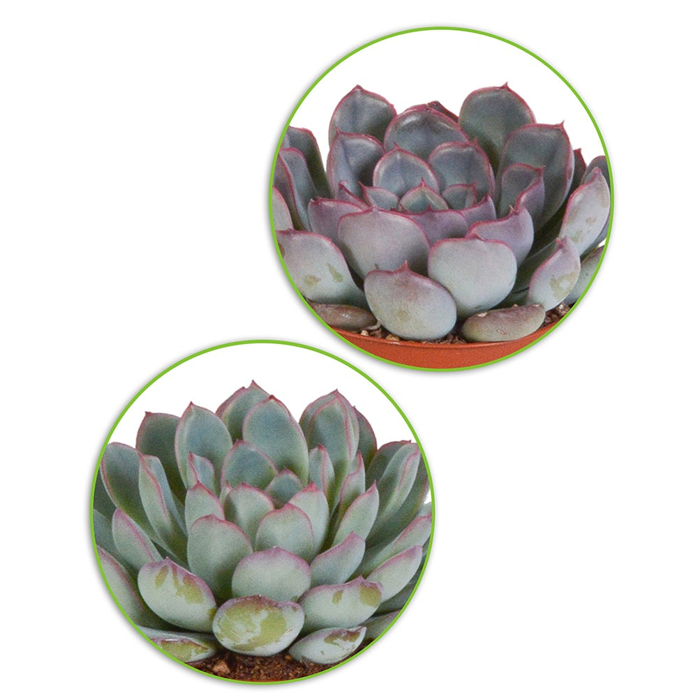 Bakker - Collection de 5 succulentes - Crassula , 2 Echeveria , Portulacaria Afra, Kalanchoe Tomentosa