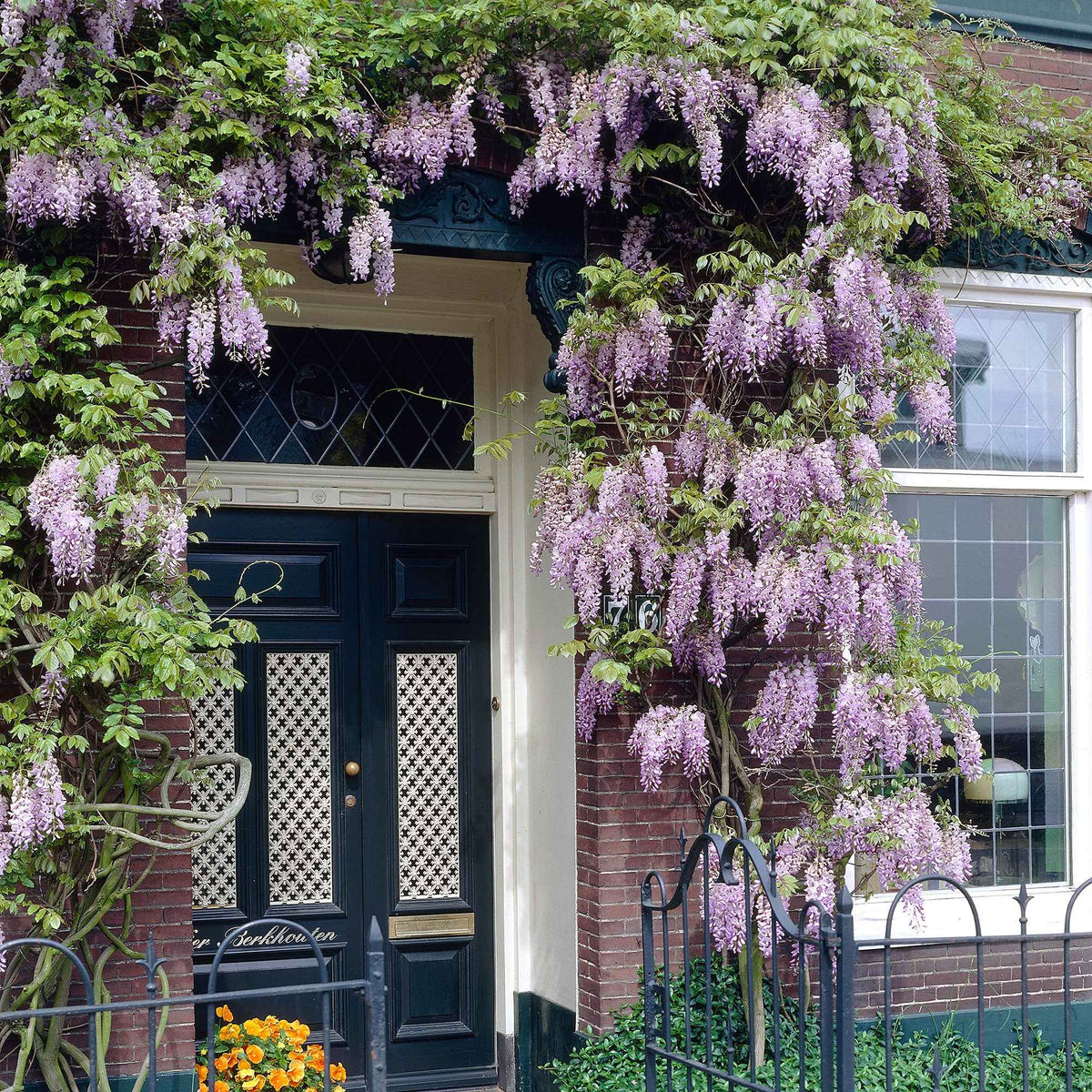Glycine du Japon 'Naga Noda' - Wisteria floribunda 'naga noda' - Bakker