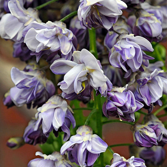 Glycine Wisteria 'Black Dragon' violet - Caractéristiques des plantes
