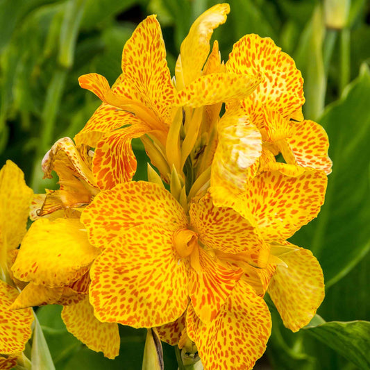 2 Canna Tropical Yellow - Bakker