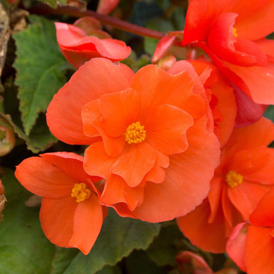 4 Bégonias retombants orange - Bakker