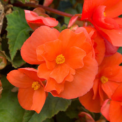 4 Bégonias retombants orange - Bakker