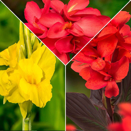 5 Cannas en mélange - Bakker