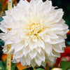 3x Dahlia 'Fleurel'  Blanc - Bulbes d'été