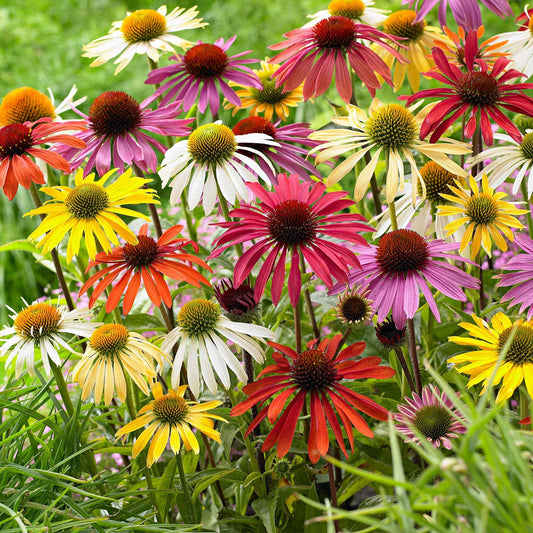 Échinacée Echinacea + Rudbeckia 'Goldsturm' - Mélange Rose-Blanc-Jaune  - Plants à racines nues - Arbustes à papillons et plantes mellifères