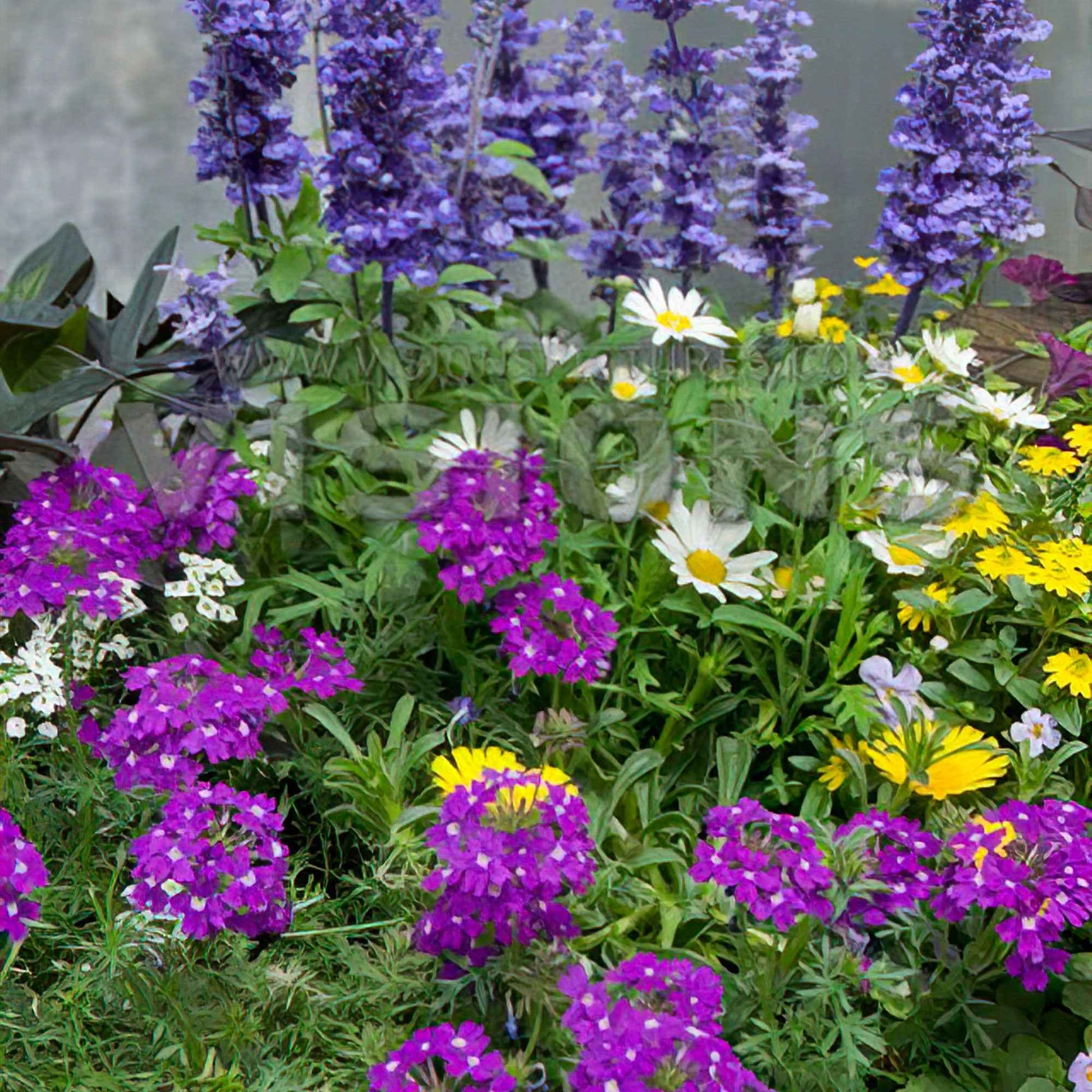 3x Plantes de jardin - Mélange 'Bee Friendly' bleu-violet-jaune - Arbustes à papillons et plantes mellifères