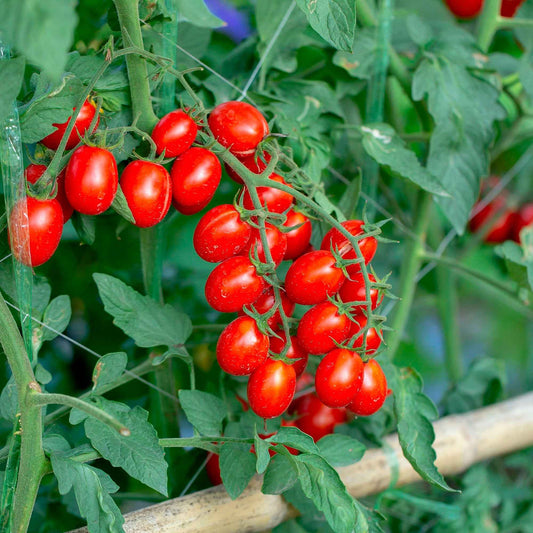 Tomate cerise Solanum 'Koralik' - Biologique - Semences de légumes - Caractéristiques des plantes