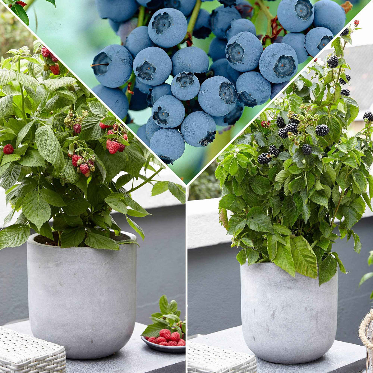Arbustes fruitiers nains (mûrier, framboisier, myrtiller) - Bakker