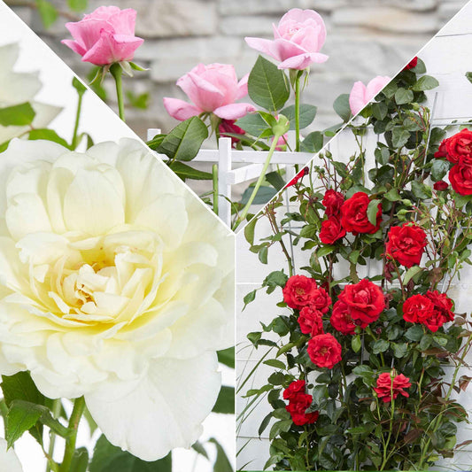 3 Rosiers grimpants parfumées en mélange - Rosa hybride - Bakker